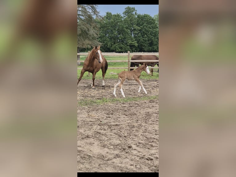 American Quarter Horse Giumenta Puledri (05/2026) 150 cm Red dun in Wietmarschen