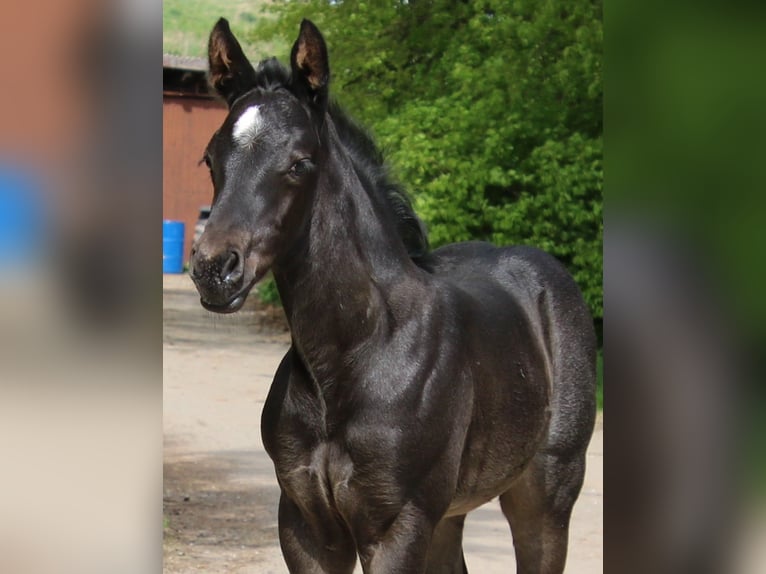 American Quarter Horse Giumenta Puledri
 (04/2024) 150 cm Roano blu in Breitenbach