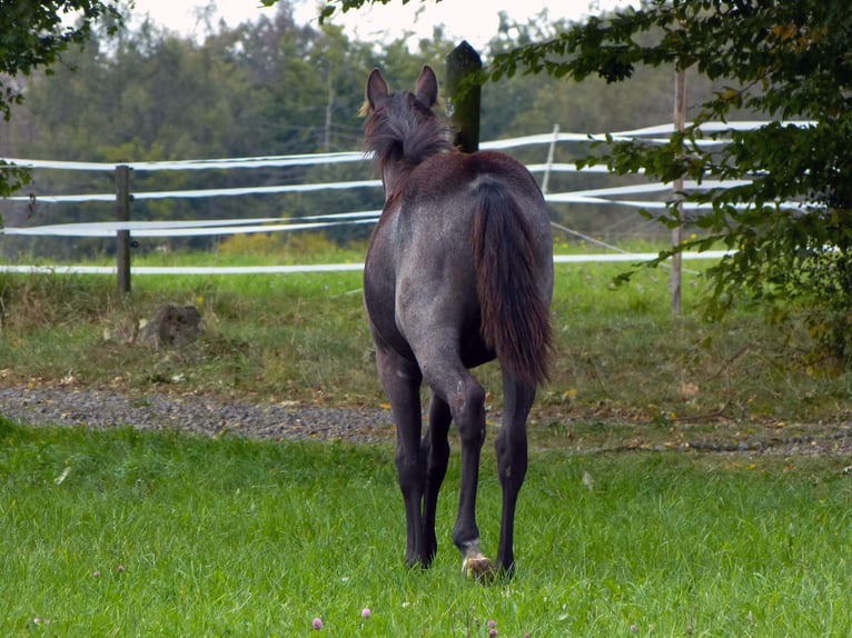 American Quarter Horse Giumenta Puledri (04/2024) 150 cm Roano blu in Breitenbach