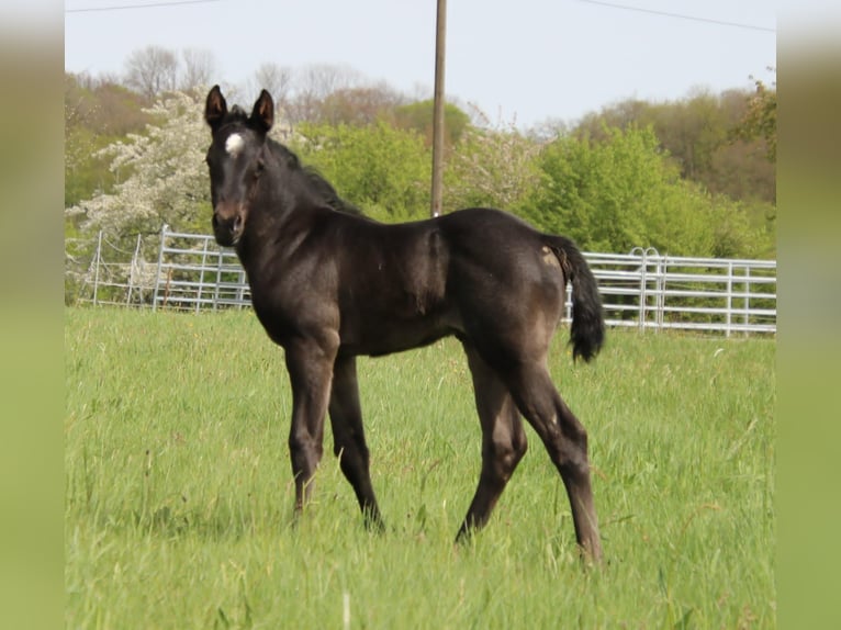 American Quarter Horse Giumenta Puledri
 (04/2024) 150 cm Roano blu in Breitenbach