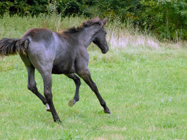 American Quarter Horse Giumenta Puledri (04/2024) 150 cm Roano blu in Breitenbach