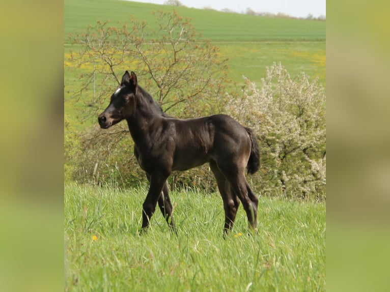 American Quarter Horse Giumenta Puledri
 (04/2024) 150 cm Roano blu in Breitenbach