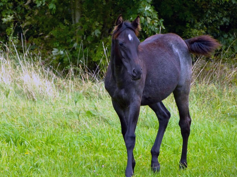 American Quarter Horse Giumenta Puledri (04/2024) 150 cm Roano blu in Breitenbach