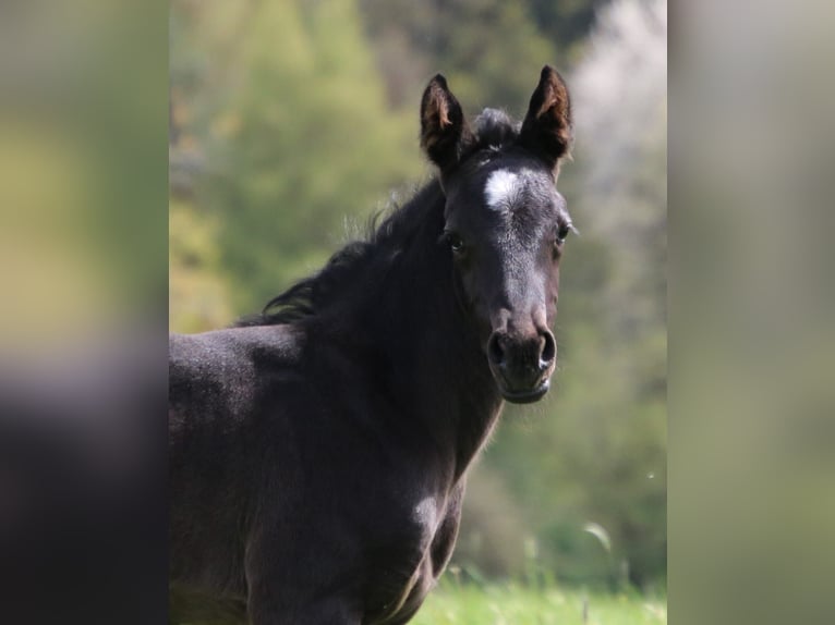 American Quarter Horse Giumenta Puledri
 (04/2024) 150 cm Roano blu in Breitenbach