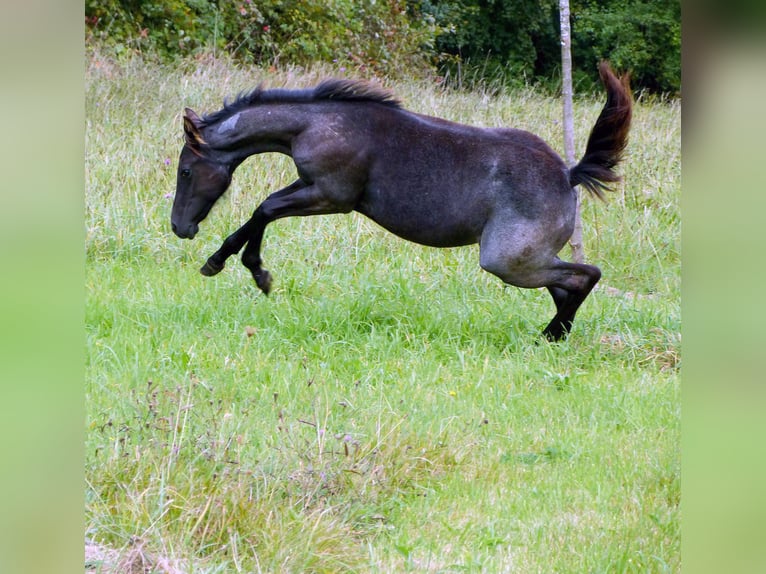 American Quarter Horse Giumenta Puledri (04/2024) 150 cm Roano blu in Breitenbach