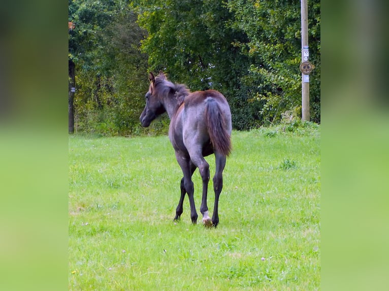 American Quarter Horse Giumenta Puledri (04/2024) 150 cm Roano blu in Breitenbach