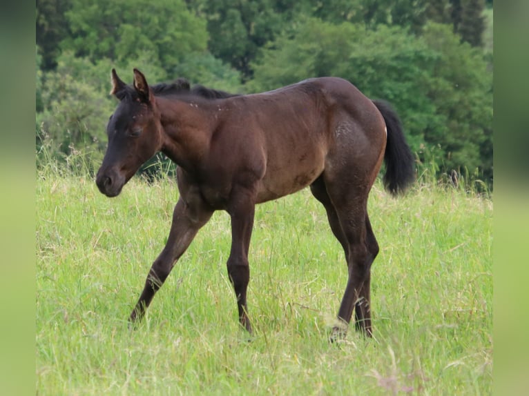 American Quarter Horse Giumenta Puledri
 (04/2024) 150 cm Roano blu in Breitenbach