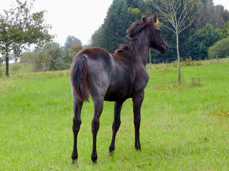 American Quarter Horse Giumenta Puledri (04/2024) 150 cm Roano blu in Breitenbach