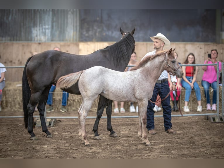 American Quarter Horse Giumenta  150 cm Roano rosso in Nehl