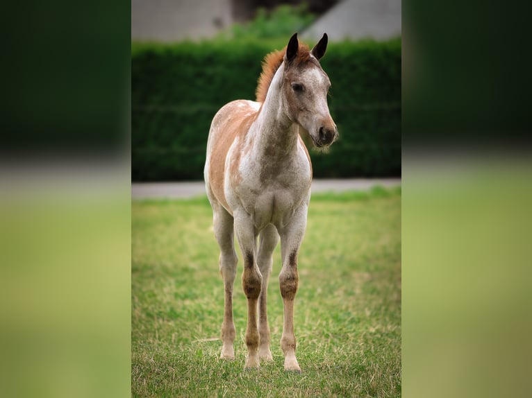 American Quarter Horse Giumenta  150 cm Roano rosso in Nehl