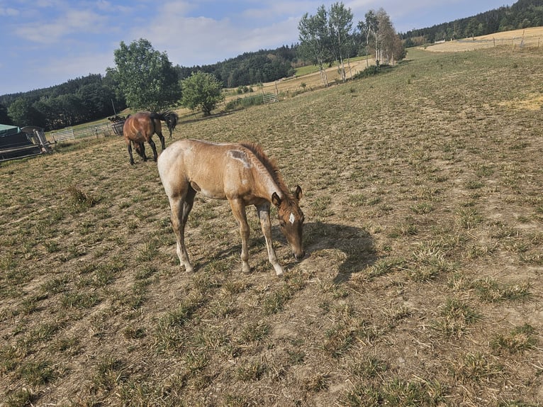 American Quarter Horse Giumenta Puledri (01/2026) 150 cm Roano rosso in Groß Siegharts