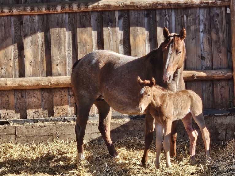 American Quarter Horse Giumenta Puledri (01/2026) 150 cm Roano rosso in Groß Siegharts