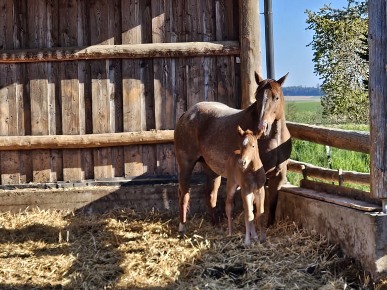 American Quarter Horse Giumenta Puledri (01/2026) 150 cm Roano rosso in Groß Siegharts