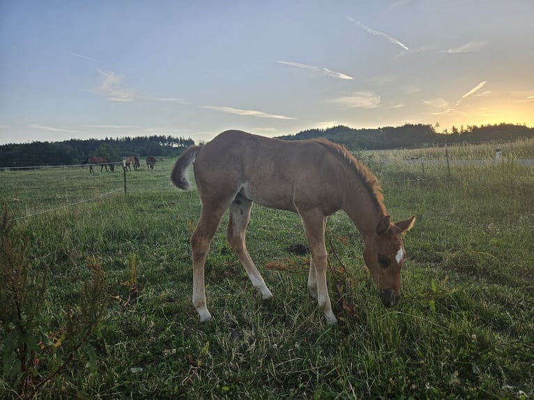 American Quarter Horse Giumenta Puledri (01/2026) 150 cm Roano rosso in Groß Siegharts