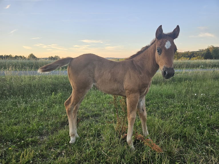 American Quarter Horse Giumenta Puledri (01/2026) 150 cm Roano rosso in Groß Siegharts