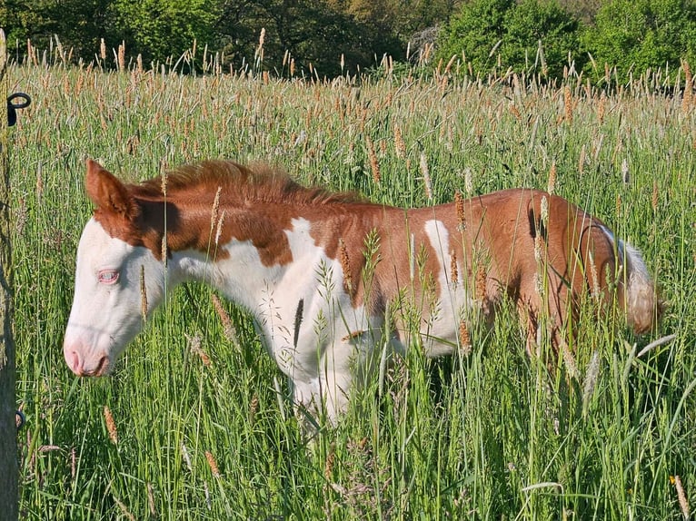 American Quarter Horse Giumenta Puledri
 (04/2024) 150 cm Sauro in Steinsberg