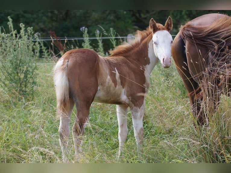 American Quarter Horse Giumenta Puledri
 (04/2024) 150 cm Sauro in Steinsberg