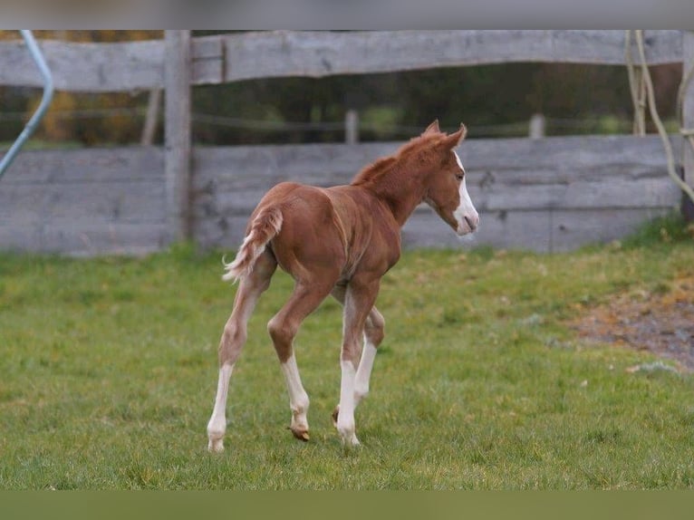 American Quarter Horse Giumenta Puledri
 (03/2024) 150 cm Sauro in Steinsberg