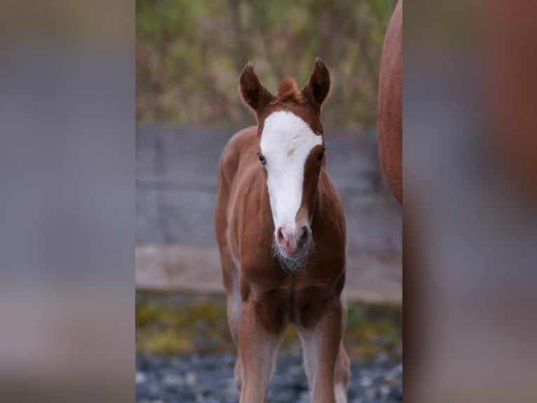 American Quarter Horse Giumenta Puledri
 (03/2024) 150 cm Sauro in Steinsberg