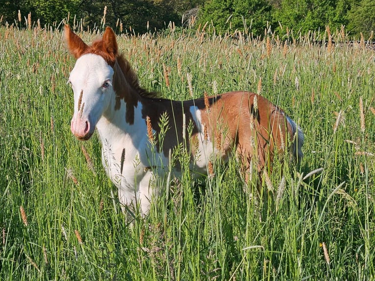 American Quarter Horse Giumenta Puledri (04/2024) 150 cm Sauro in Steinsberg