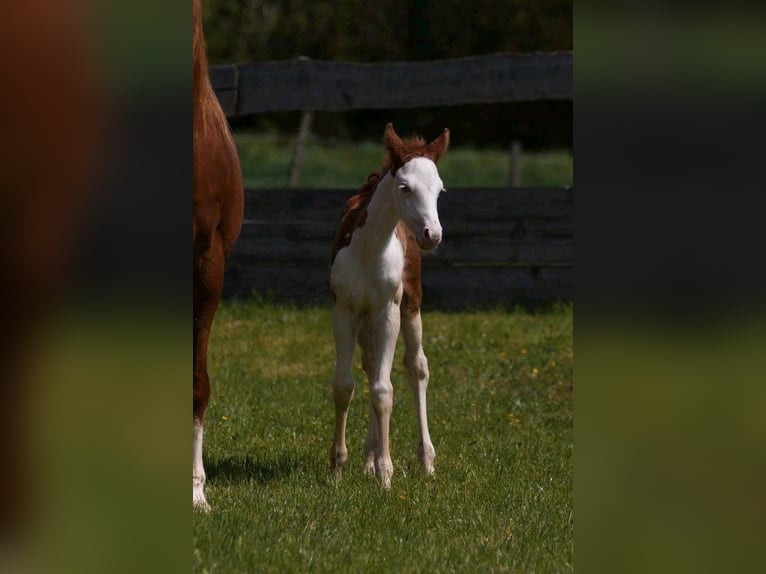 American Quarter Horse Giumenta Puledri (04/2024) 150 cm Sauro in Steinsberg