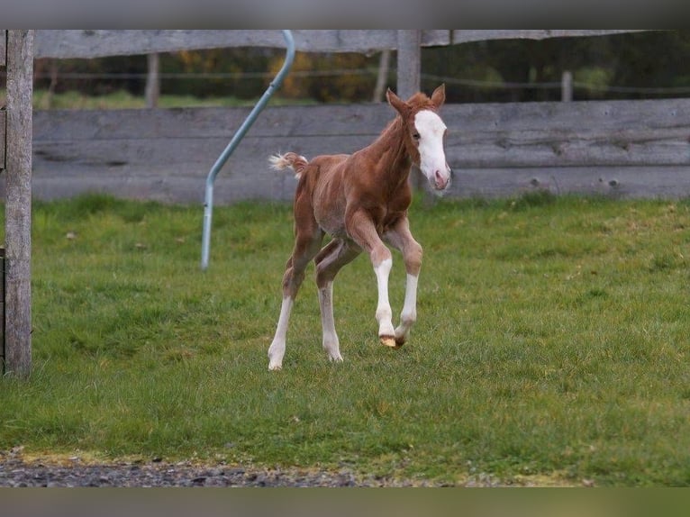 American Quarter Horse Giumenta Puledri
 (03/2024) 150 cm Sauro in Steinsberg