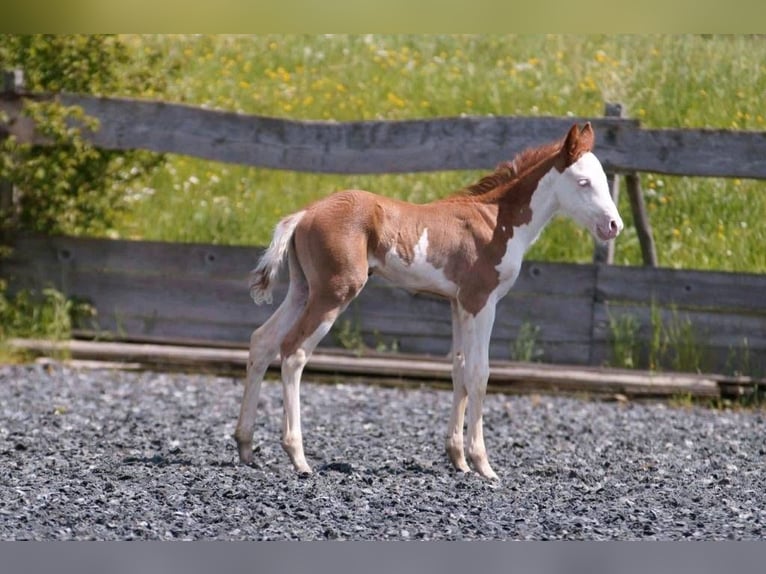 American Quarter Horse Giumenta Puledri
 (04/2024) 150 cm Sauro in Steinsberg