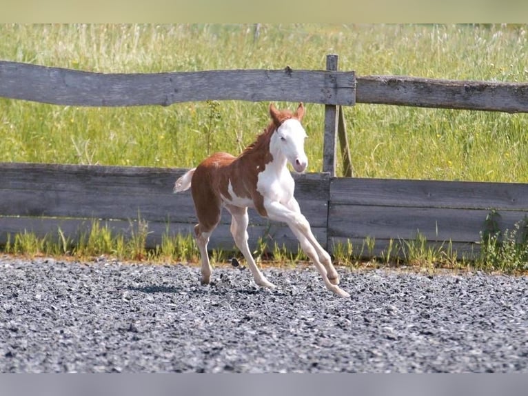 American Quarter Horse Giumenta Puledri
 (04/2024) 150 cm Sauro in Steinsberg