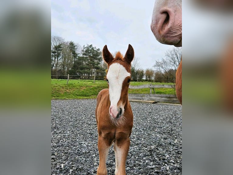 American Quarter Horse Giumenta Puledri
 (03/2024) 150 cm Sauro in Steinsberg