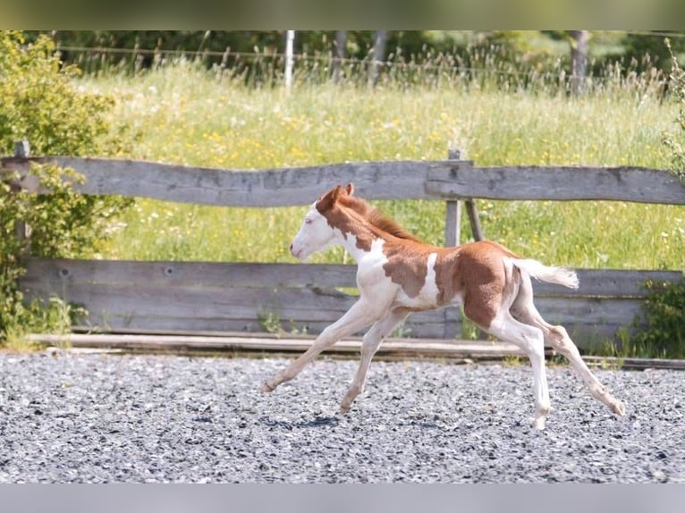 American Quarter Horse Giumenta Puledri
 (04/2024) 150 cm Sauro in Steinsberg