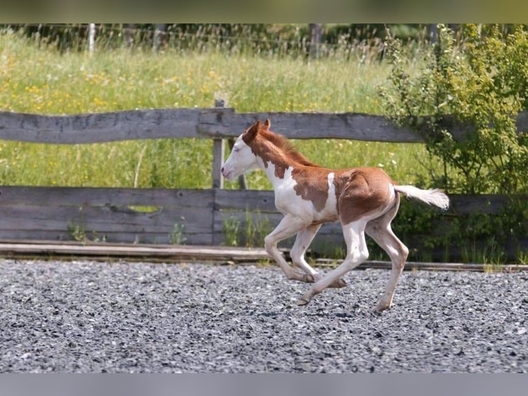 American Quarter Horse Giumenta Puledri
 (04/2024) 150 cm Sauro in Steinsberg