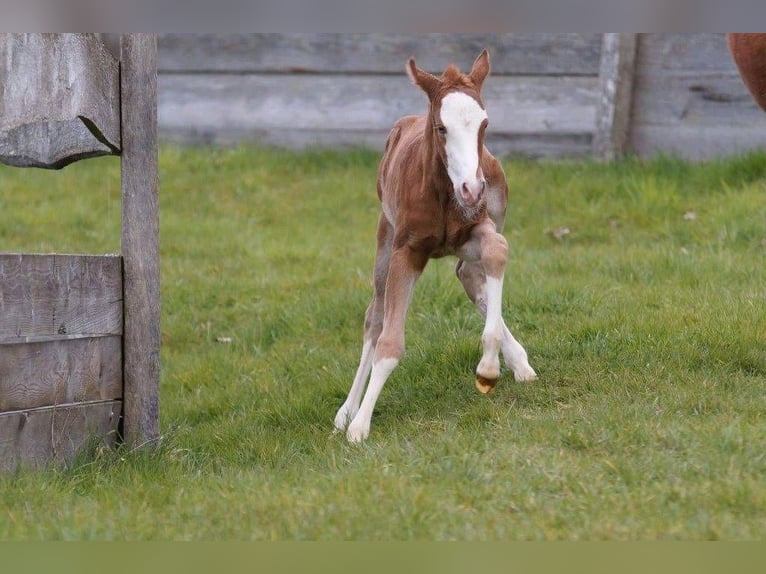 American Quarter Horse Giumenta Puledri
 (03/2024) 150 cm Sauro in Steinsberg