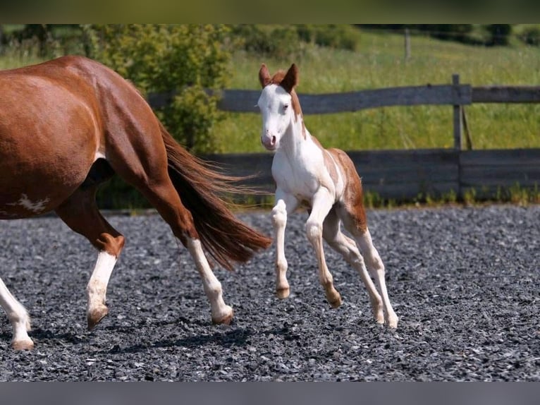 American Quarter Horse Giumenta Puledri
 (04/2024) 150 cm Sauro in Steinsberg