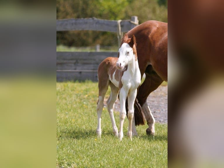 American Quarter Horse Giumenta Puledri
 (04/2024) 150 cm Sauro in Steinsberg