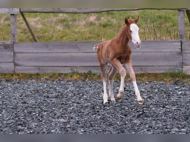 American Quarter Horse Giumenta Puledri (03/2024) 150 cm Sauro in Steinsberg