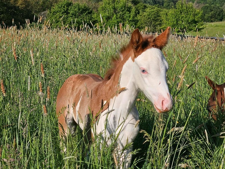 American Quarter Horse Giumenta Puledri (04/2024) 150 cm Sauro in Steinsberg