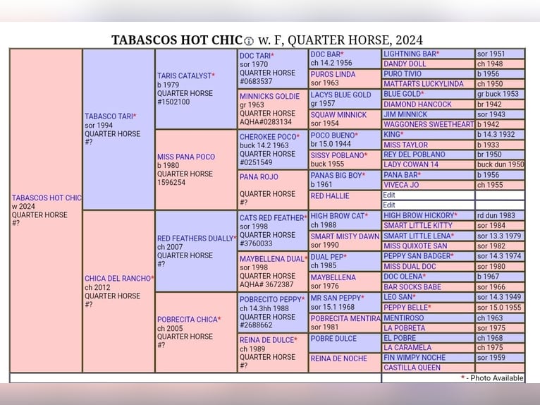 American Quarter Horse Giumenta Puledri
 (06/2024) 150 cm Sauro in Herne