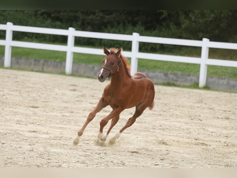 American Quarter Horse Giumenta Puledri
 (06/2024) 150 cm Sauro in Herne