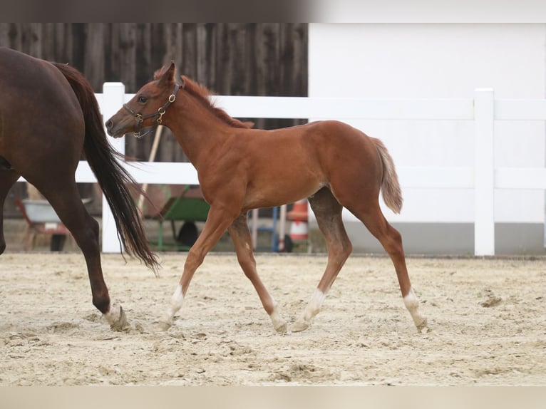 American Quarter Horse Giumenta Puledri
 (06/2024) 150 cm Sauro in Herne