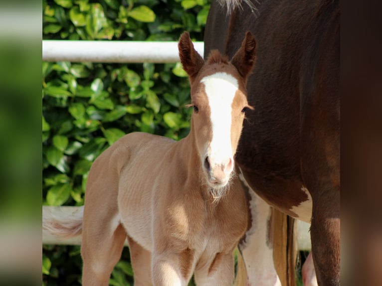 American Quarter Horse Giumenta Puledri (03/2026) 150 cm Sauro in Stade