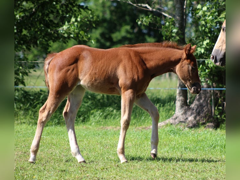 American Quarter Horse Giumenta Puledri (04/2026) 150 cm Sauro in Stade