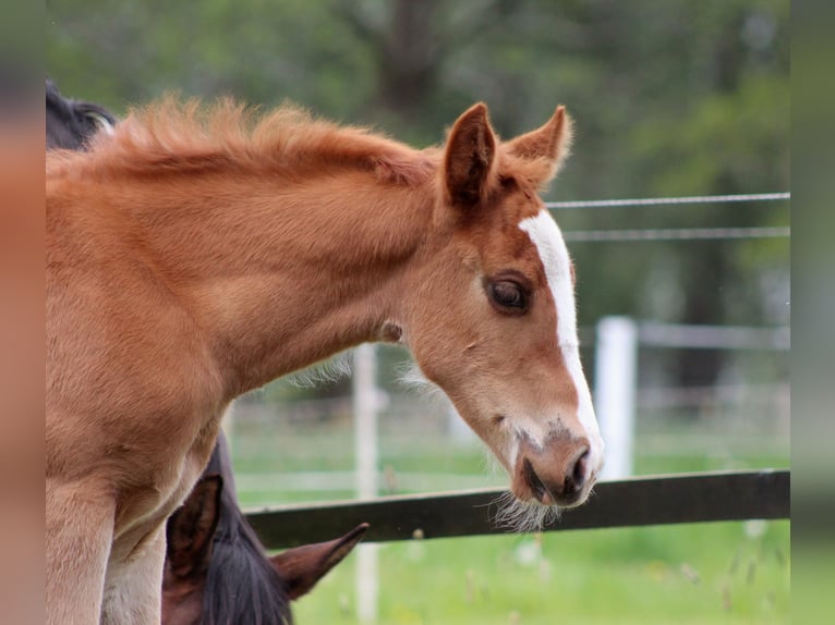 American Quarter Horse Giumenta Puledri (03/2026) 150 cm Sauro in Stade