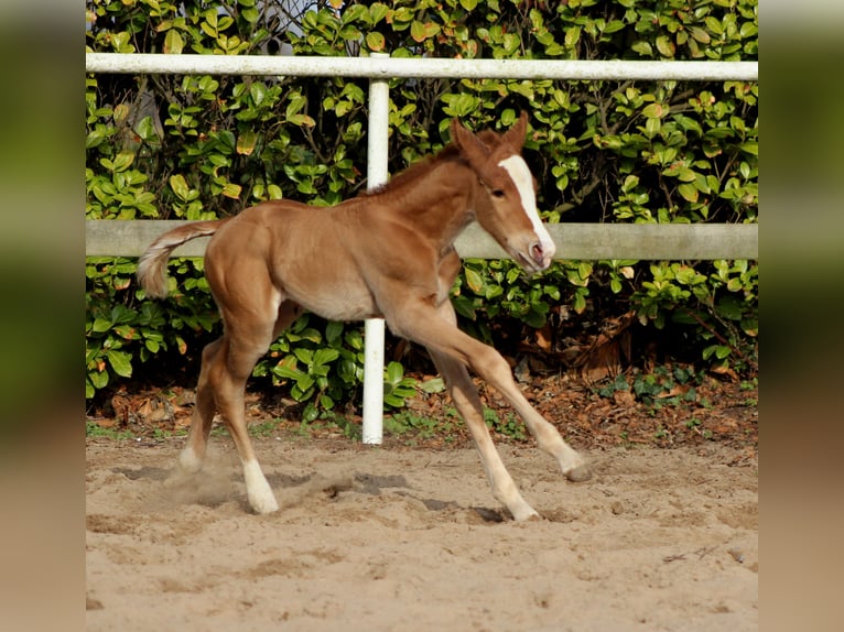 American Quarter Horse Giumenta Puledri (03/2026) 150 cm Sauro in Stade