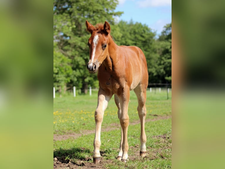 American Quarter Horse Giumenta Puledri (04/2026) 150 cm Sauro in Stade