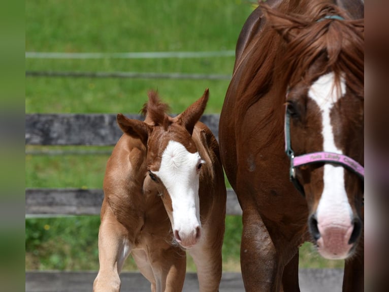 American Quarter Horse Giumenta Puledri (05/2026) 150 cm Sauro in Kronach