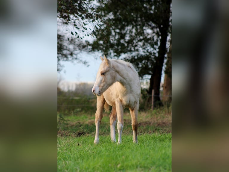 American Quarter Horse Giumenta Puledri (04/2025) 151 cm Palomino in Stade