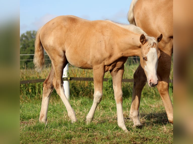 American Quarter Horse Giumenta Puledri (04/2025) 151 cm Palomino in Stade American Quarter Horse Giumenta Puledri (04/2025) 151 cm Palomino in Stade