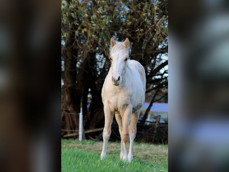 American Quarter Horse Giumenta Puledri (04/2025) 151 cm Palomino in Stade