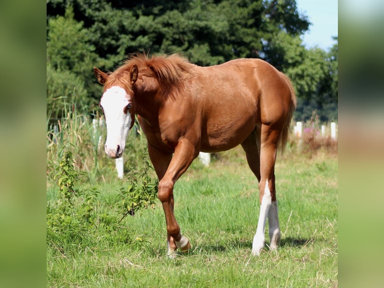 American Quarter Horse Giumenta Puledri (03/2025) 151 cm Sauro in Stade American Quarter Horse Giumenta Puledri (03/2025) 151 cm Sauro in Stade