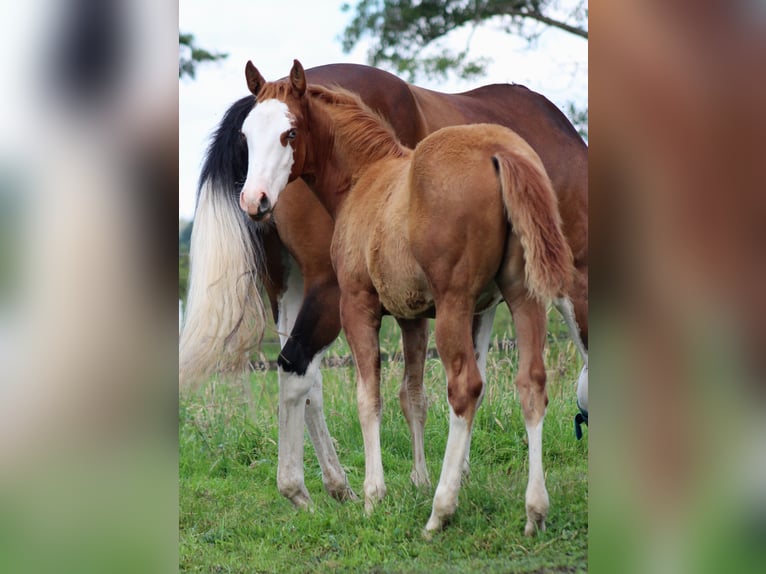 American Quarter Horse Giumenta Puledri (03/2025) 151 cm Sauro in Stade American Quarter Horse Giumenta Puledri (03/2025) 151 cm Sauro in Stade